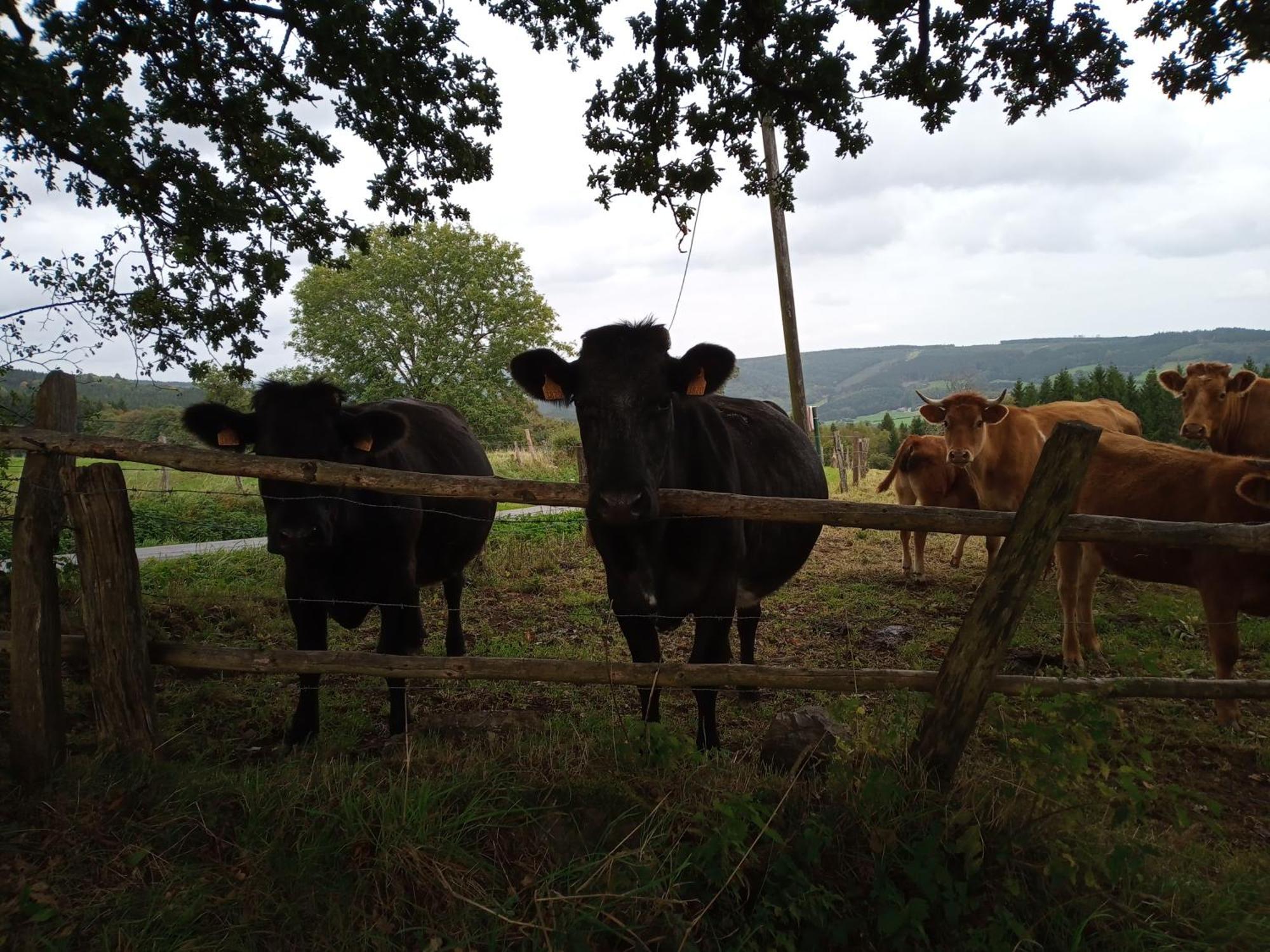 Vakantieverblijf Nature Stavelot Dış mekan fotoğraf