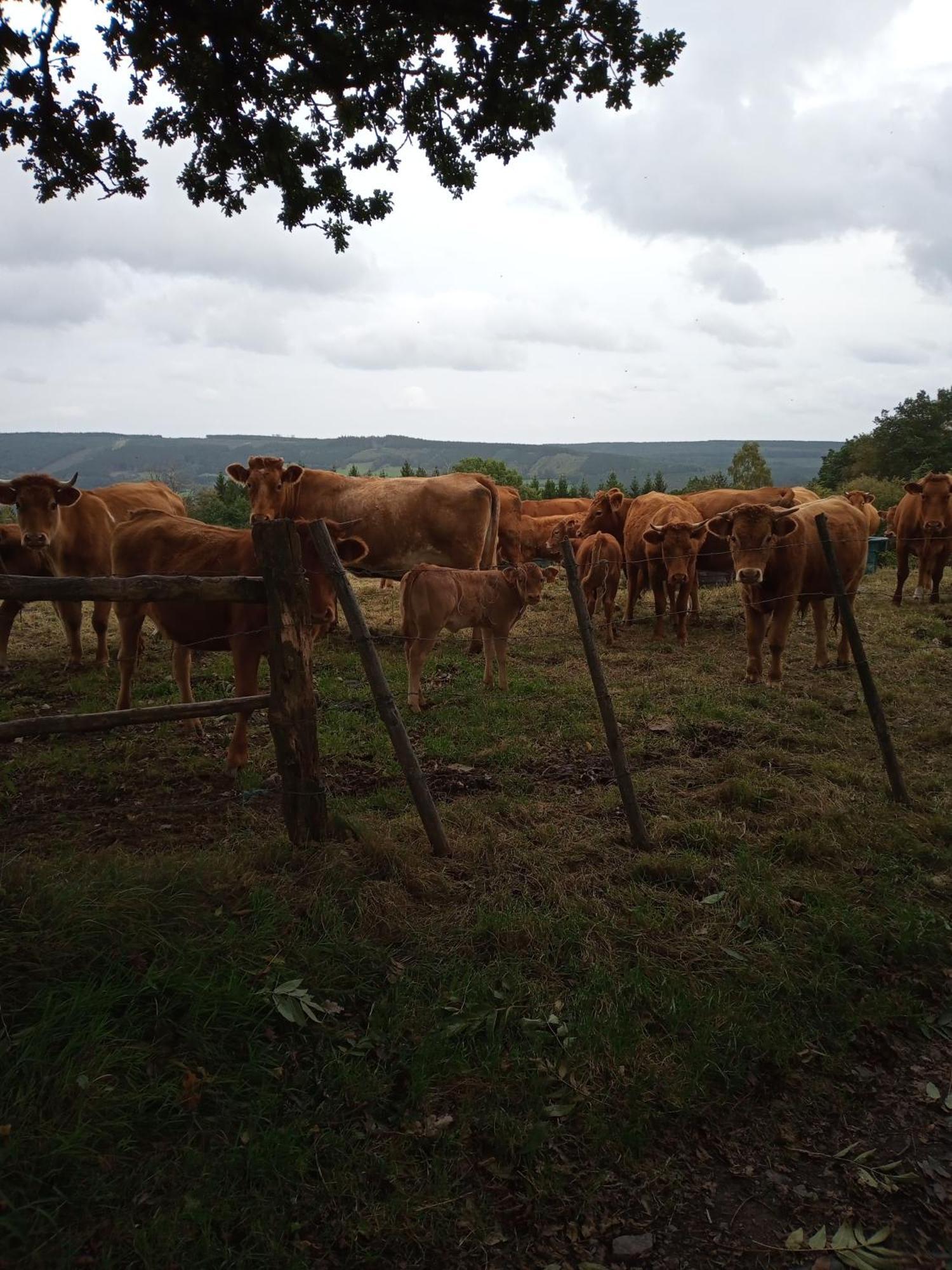 Vakantieverblijf Nature Stavelot Dış mekan fotoğraf