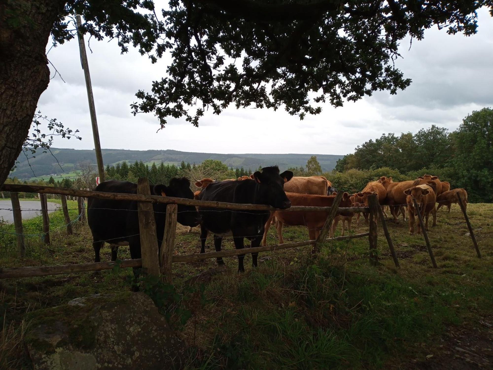 Vakantieverblijf Nature Stavelot Dış mekan fotoğraf