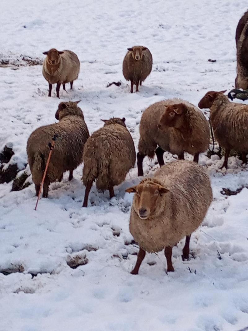 Vakantieverblijf Nature Stavelot Dış mekan fotoğraf